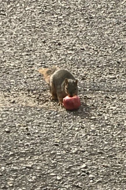 Hungry Squirrel